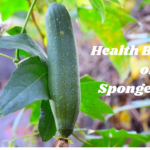 Sponge Gourd (Gilki) – You Can’t Ignore its Health Benefits