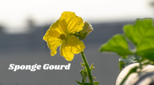 Sponge Gourd Flower